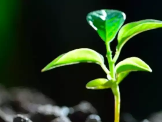 Cura e Limpeza da Energia de Renovação da Primavera