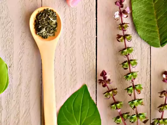 آیورویدک جڑی بوٹیوں کی بنیادی باتیں