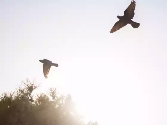 Serie Construyendo una relación con sus seres queridos en Spirit-Otoño de 2024-Parte 2