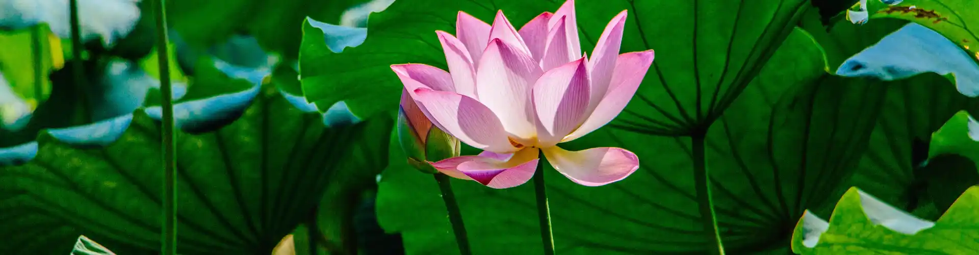 Penyembuhan Reiki Jarak Jauh selama 33 menit - Online Class by Jamie Butler
