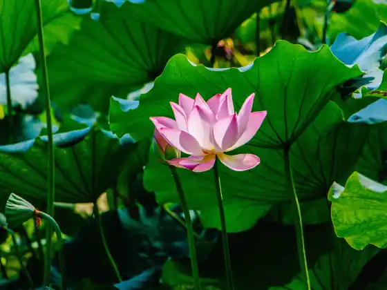 Chữa bệnh bằng Reiki từ xa trong 33 phút
