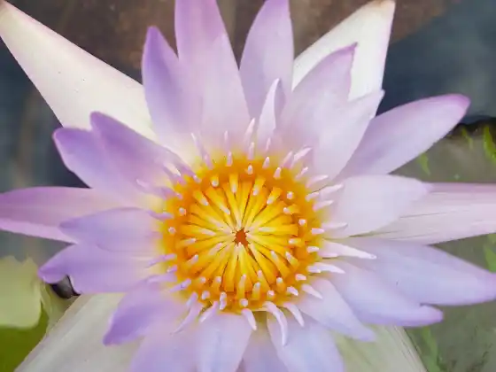 Il viaggio dei chakra: un'esplorazione del sistema dei chakra per la salute e la guarigione